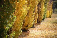 Armidale, NSW, Australia.