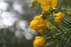 Morning rains..