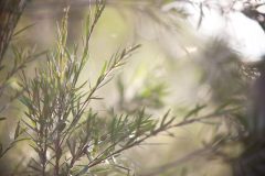 New England Tablelands, NSW, Australia.