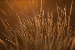 Sunrise in the outback..