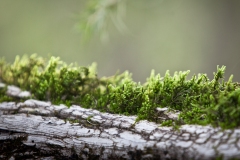 Symbiotic love..